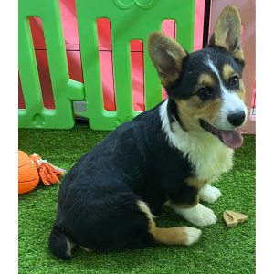 American Corgi Puppy Reno