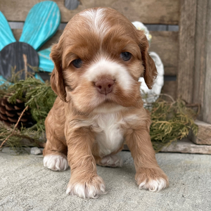 Cockapoo Puppy Sally