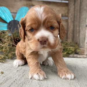 Cockapoo Puppy Sally