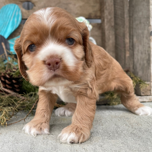 Cockapoo Puppy Sally