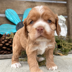 Cockapoo Puppy Sally