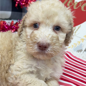 Goldendoodle Puppy Bristol
