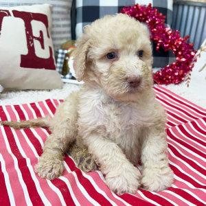 Goldendoodle Puppy Bristol