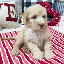 Goldendoodle Puppy Bristol