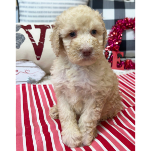 Goldendoodle Puppy Bristol