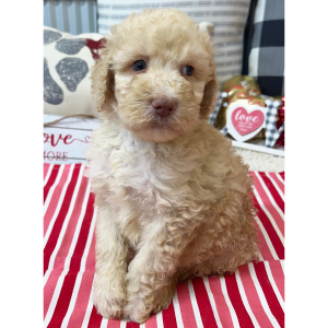 Goldendoodle Puppy Bristol