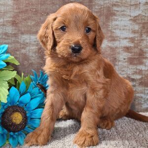 Goldendoodle Puppy Chief