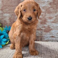 Goldendoodle Puppy Chief