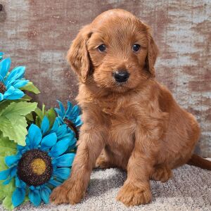 Goldendoodle Puppy Chief
