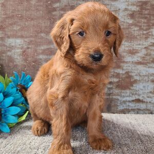 Goldendoodle Puppy Chief