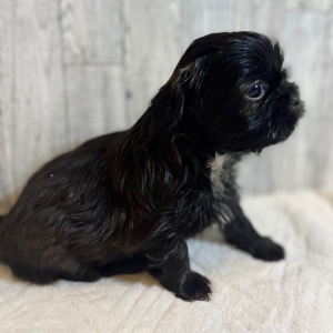 Shih Tzu Puppy Baloo