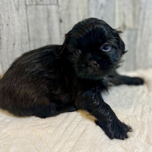 Shih Tzu Puppy Baloo