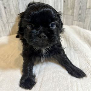 Shih Tzu Puppy Baloo