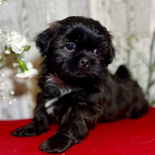 Shih Tzu Puppy Baloo