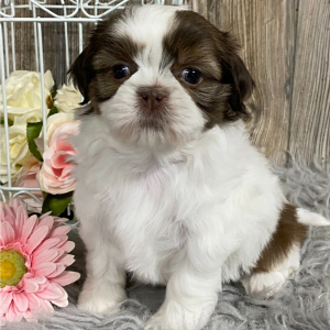 Shih Tzu Puppy Klea
