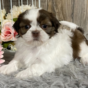 Shih Tzu Puppy Klea