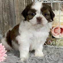 Shih Tzu Puppy Klea