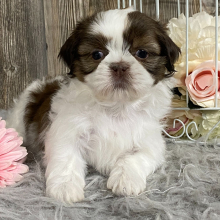 Shih Tzu Puppy Klea