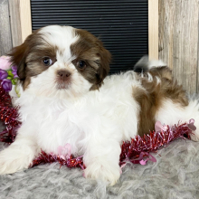Shih Tzu Puppy Klea