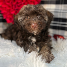 Havapoo Puppy Rocky