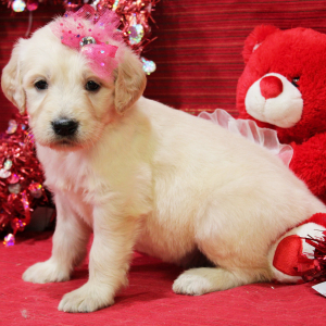 Goldendoodle Puppy Margo