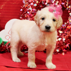 Goldendoodle Puppy Margo
