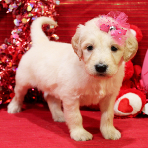 Goldendoodle Puppy Margo