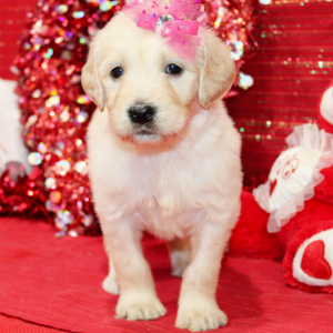 Goldendoodle Puppy Margo