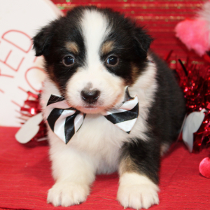 Australian Shepherd Puppy Qora