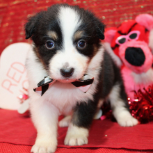 Australian Shepherd Puppy Qora