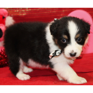Australian Shepherd Puppy Qora