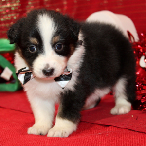Australian Shepherd Puppy Qora