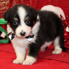 Australian Shepherd Puppy Qora