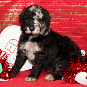Aussiedoodle Puppy Danna
