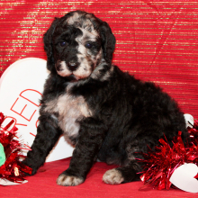 Aussiedoodle Puppy Danna