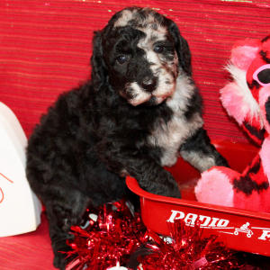 Aussiedoodle Puppy Danna