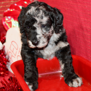 Aussiedoodle Puppy Danna