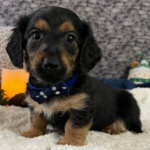 Dachshund Puppy Carter