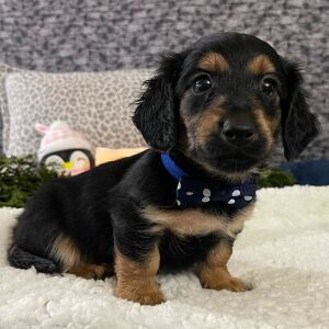 Dachshund Puppy Carter