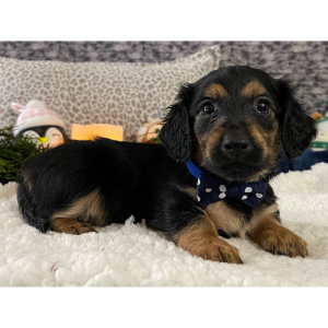 Dachshund Puppy Carter