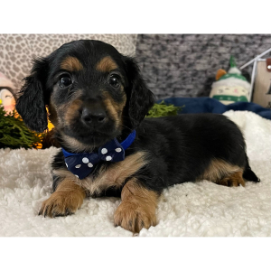 Dachshund Puppy Carter