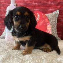 Dachshund Puppy Carter