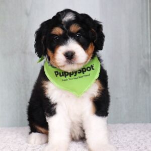 Bernedoodle Puppy Romeo