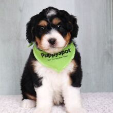 Bernedoodle Puppy Romeo