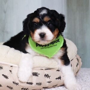 Bernedoodle Puppy Romeo