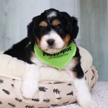 Bernedoodle Puppy Romeo