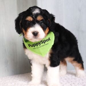 Bernedoodle Puppy Romeo