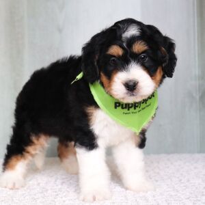 Bernedoodle Puppy Romeo