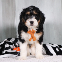 Bernedoodle Puppy Romeo