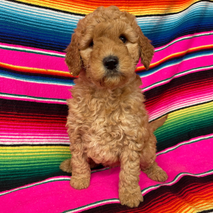 Goldendoodle Puppy Bogey